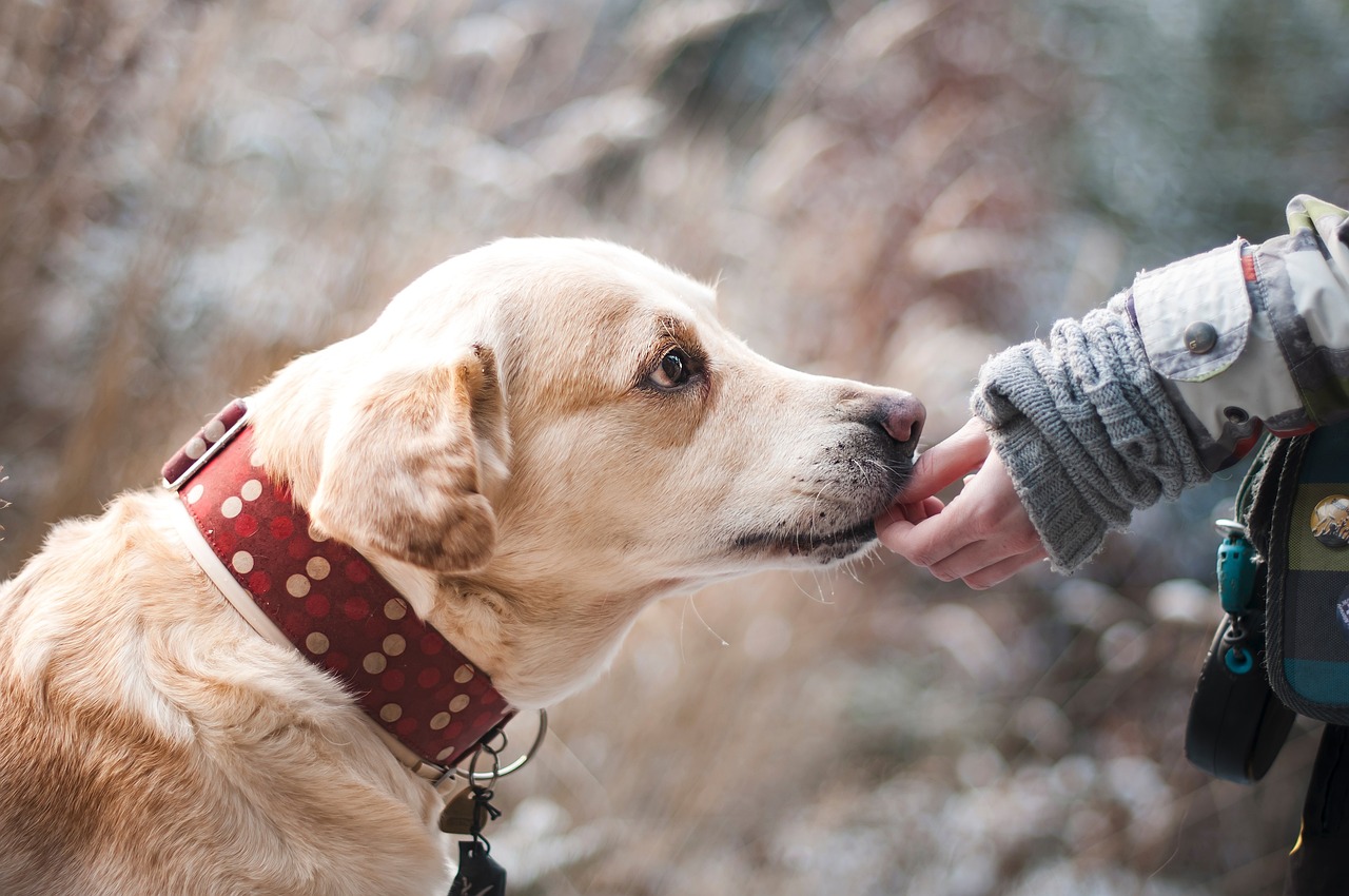 How to Teach Your Dog to Navigate a Maze